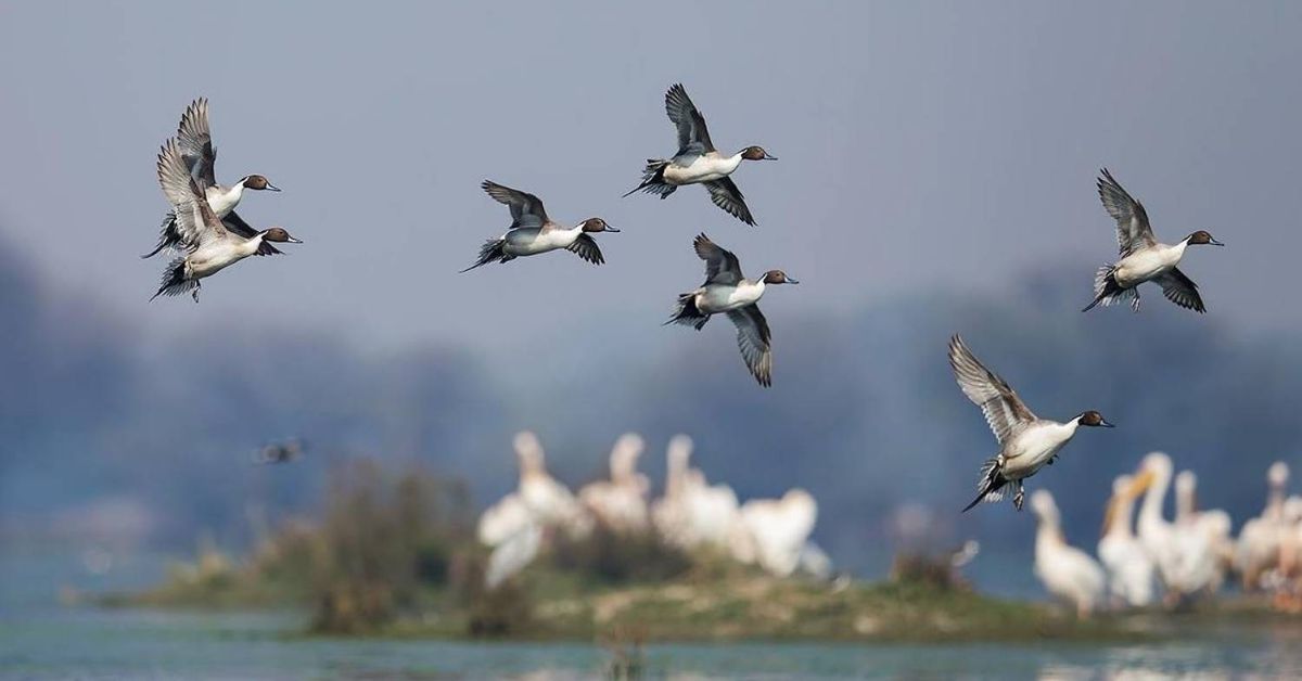 Explore Pakistan’s Seasonal Wildlife Treasures