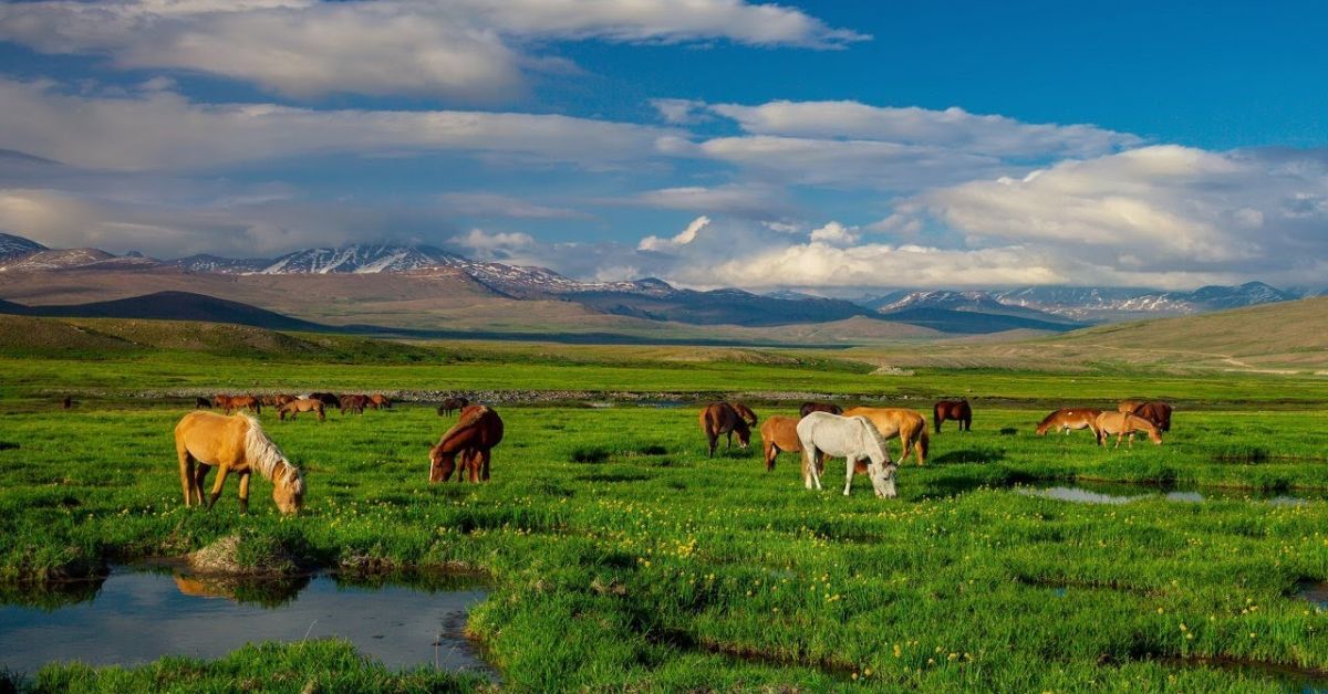 Wildlife and National Parks Pakistan’s Natural Treasures